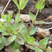 Torenia crustacea (L.) Cham. & Schltdl.